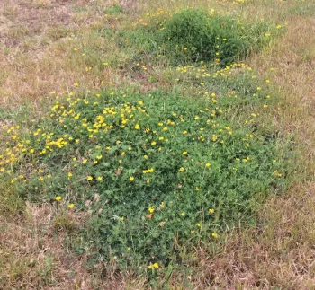 Birdsfoot Trefoil
