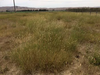 Harding grass