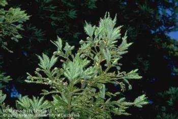 REDWOOD9