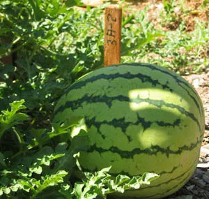 Small watermelon