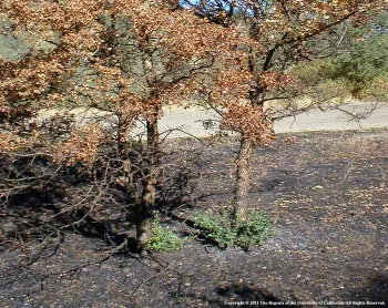Crown resprouting in scorched oaks