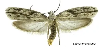 Ethmia lesliesaulae