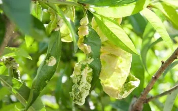 Peach Leaf Curl