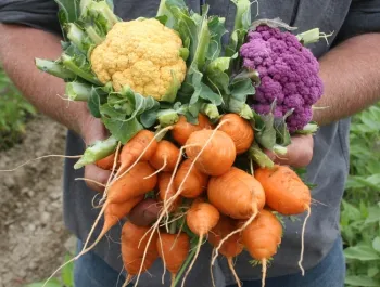 vegetables