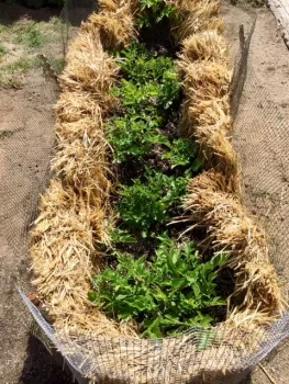 DIY potato pen