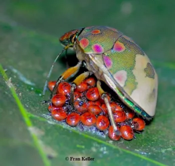 This photo from a Belize trip is a Hemiptera in the family Scutellaridae. Exhibiting brood care,