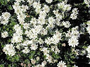 Candytuft