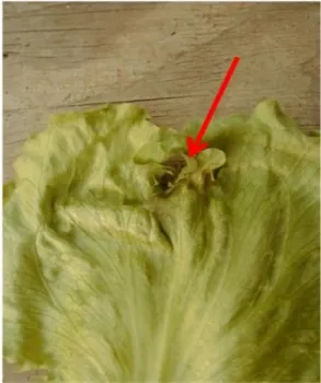 Photo 9. Tip of the leaf killed by frost