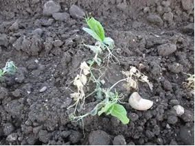 Photo 13. Death of older leaves on peas