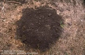 Fig 1. The margin of a mole mound tends to be circular. (Credit: Larry A. Strand)