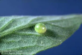 Tomato hornworm egg. (Photo: Jack Kelly Clark)