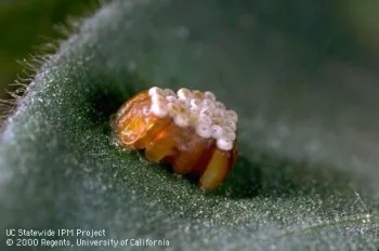 Assassin bug eggs. (Photo: Jack Kelly Clark)