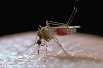Adult Culex mosquito. (Photo: Jack Kelly Clark)