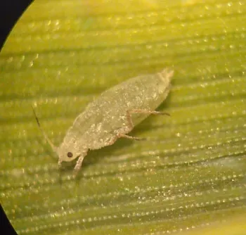aphid1