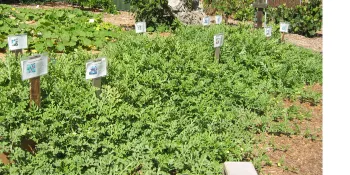 Watermelon vines in trial plot