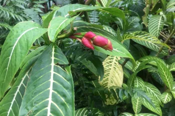 sanchezia nobilis