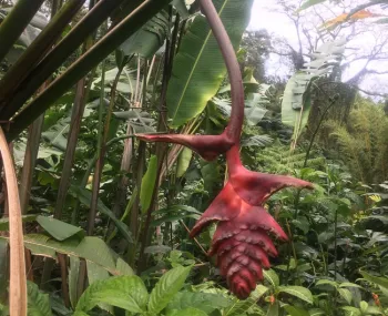 heliconia