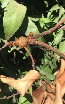 citrus colletot gummosis
