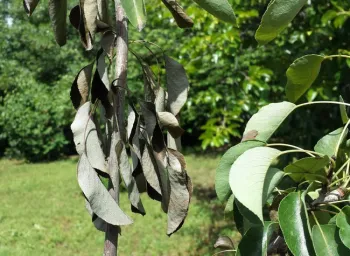 Fire blight on pear, J. Alosi