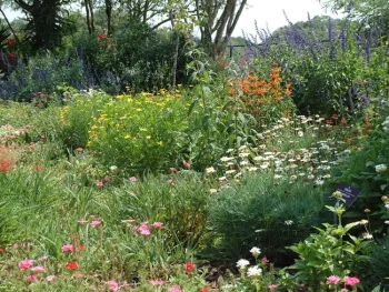 A good variety of flowers attract a wide variety of insects.