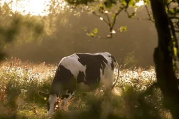 grazing 2