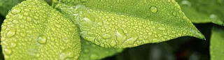 Environment