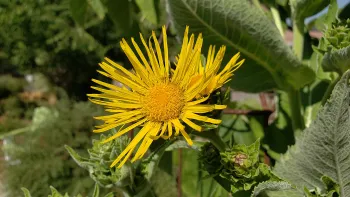 Inula helenium, 'Horseheal'