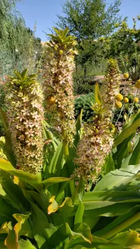 Eucomis autumnalis, 'Pineapple Flower'