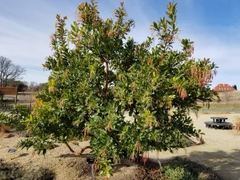 Arbutus 'Marina'