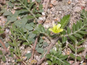 Pucnturevine flower