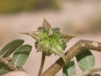Puncturevine burr