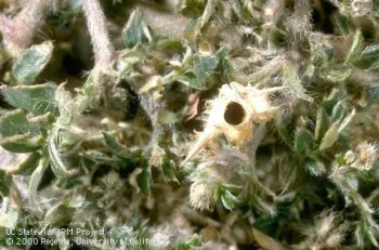 Emergence hole of the seed weevil, Microlarinus lareynii, in a puncturevine seed capsule