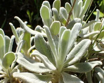 Sideritis cypria