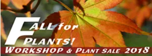 Fall Plants