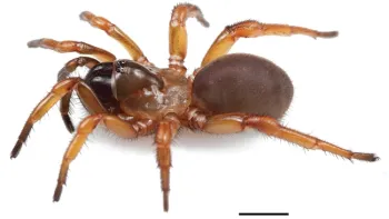 Myrmekiaphila tigris female. (Photo courtesy of Jason Bond)