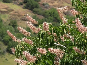 Buckeye in upper Bidwell Park. Photo by Jeanette Alosi