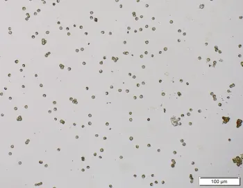 Liverwort spores (dry) are less than 3.5 microns in diameter