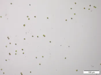 Liverwort spores imbibe water and more than double in size quickly..