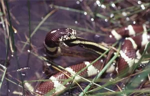 kingsnake