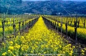 Mustard, a common cover crop.