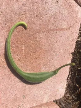 Immature Pod