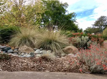 Boulders and deergrass stabilize the slope. By Alicia Springe