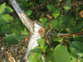 Oozing from fungal infection in cherry that was pruned during the cool season. [Credit: Chuck Ingels, UCCE Sacramento]