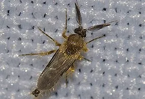 Chocolate midge. (Photo couresty of Brian V. Brown/Encyclopedia of Life)