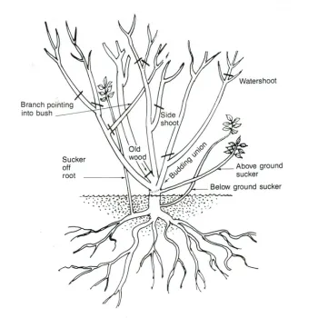 grafted rose