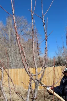 Cutting inside branch that is growing straight up