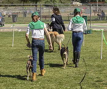 web dog show