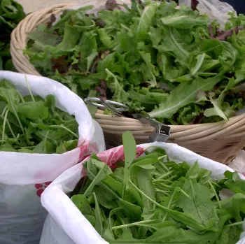 greens