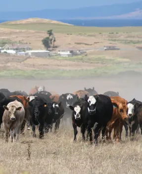 Beef cows