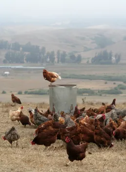 chickens feeding